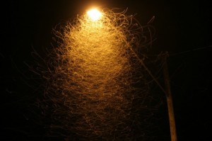 moths-flying-around-a-streetlight-530x353